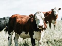 VIDEO Záchranná operácia: Hladujúce kravy kŕmili z vrtuľníka