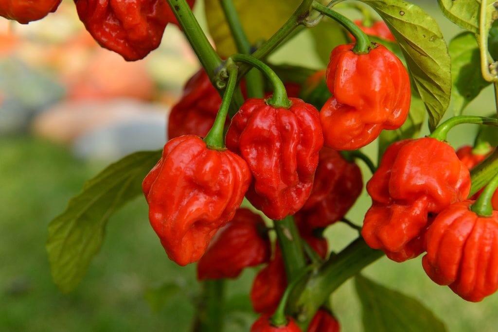 čili Trinidad Scorpion