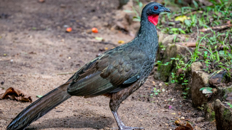 Jacu,(typical,Guan,Jacquacu),Birds