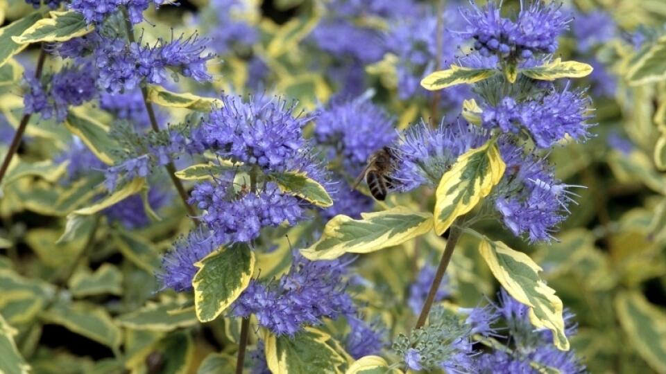 Bradavec (Caryopteris) je nádherne kvitnúci a nenáročný ker.