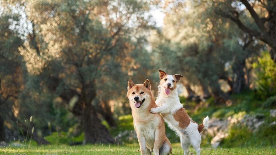 Two,Joyful,Dogs,A,Shiba,Inu,And,A,Jack,Russell