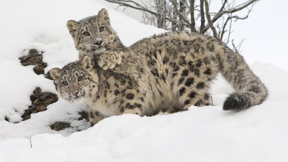 Snow leopard panthera uncia controlled conditions