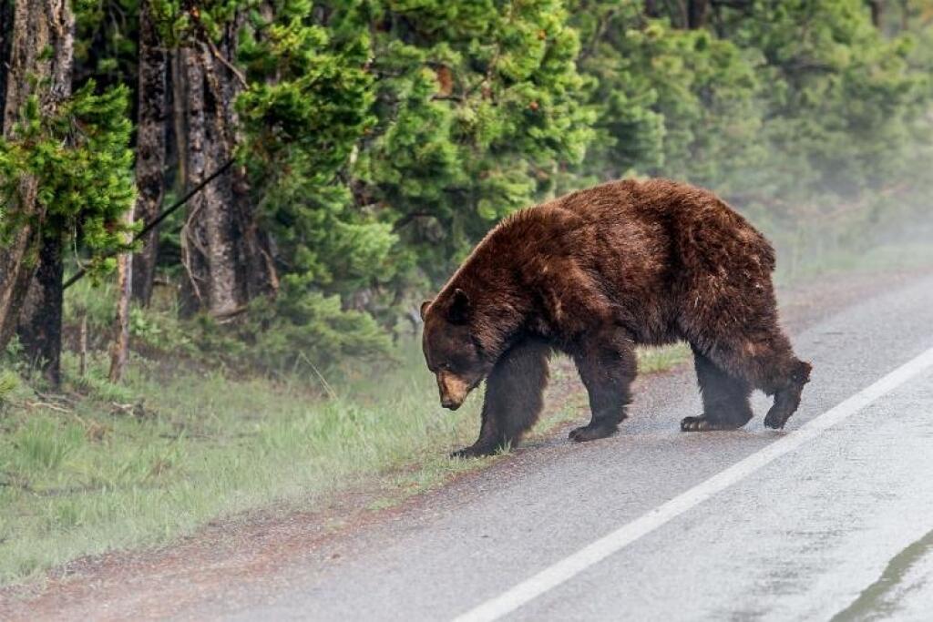 Yellowstone: Čo čakať od krajiny dymiacej zeme, kde by naši lesníci iba žasli