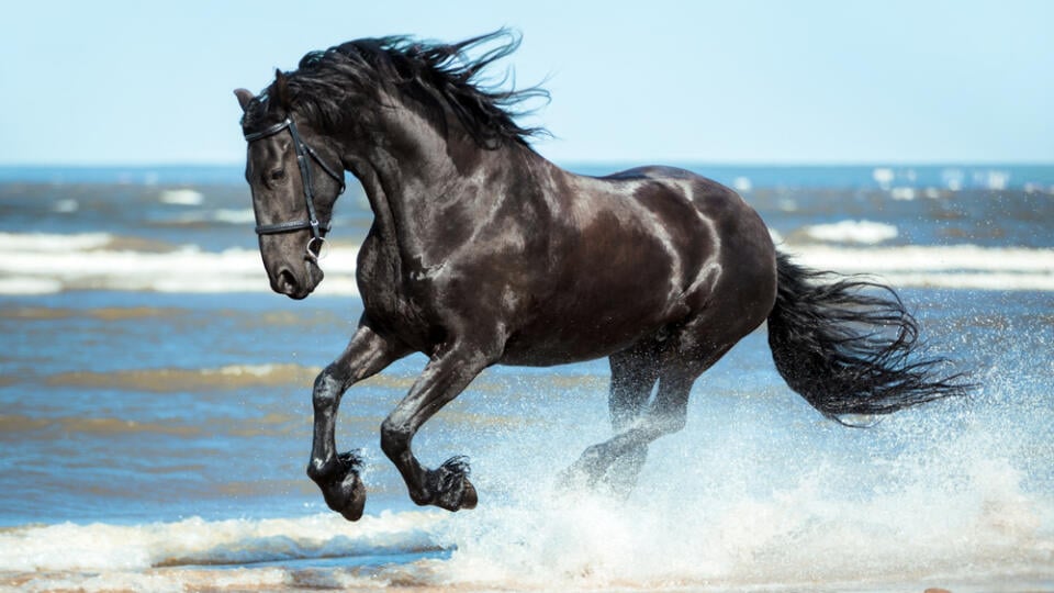 Black,Friesian,Horse,Runs,Gallop,On,The,Water,On,The