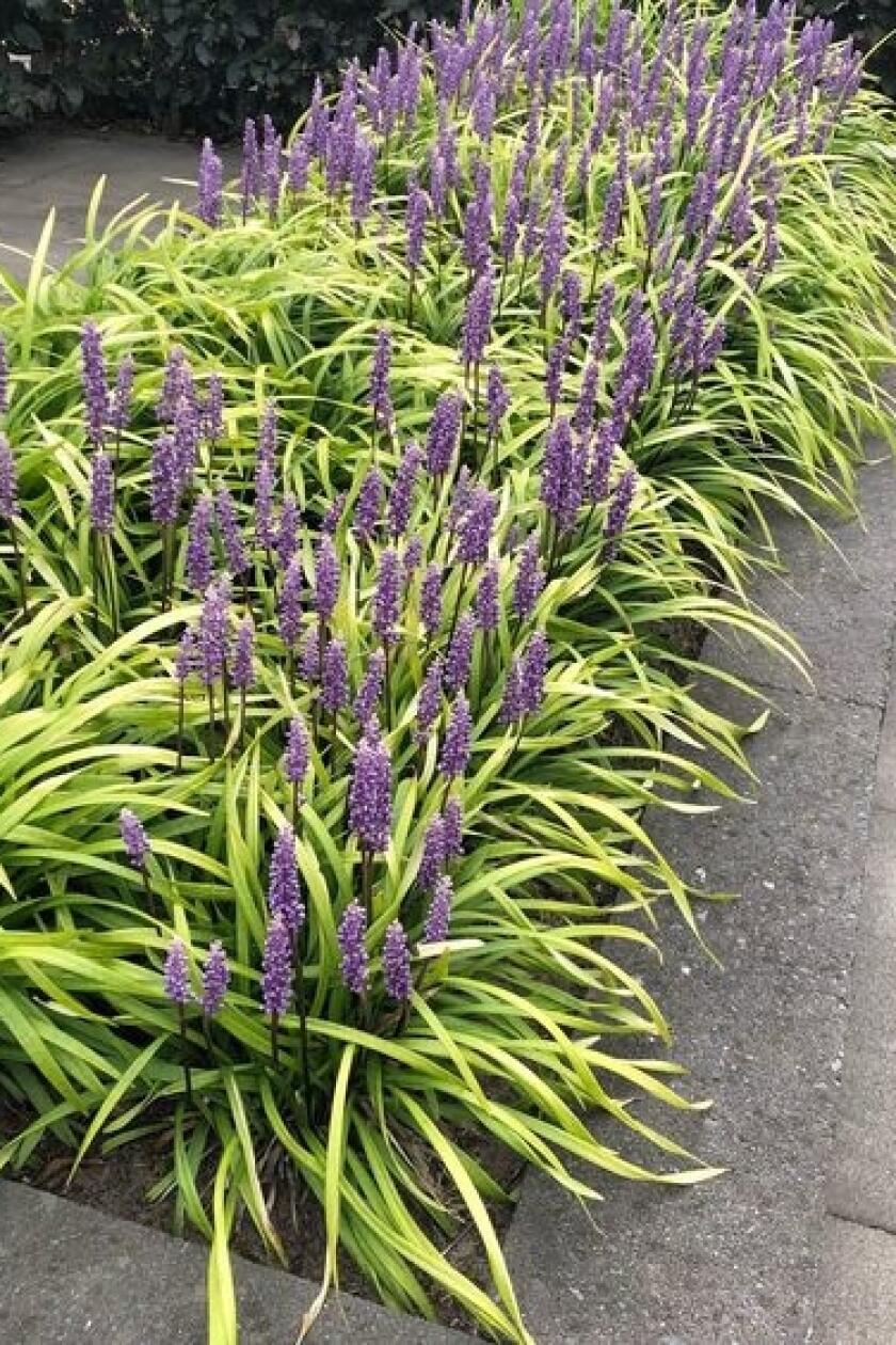 Svojimi fialovými kvetmi a úzkymi sýtozelenými kvetmi zaujme aj liriopa ‘Big Blue’ (Liriope muscari).