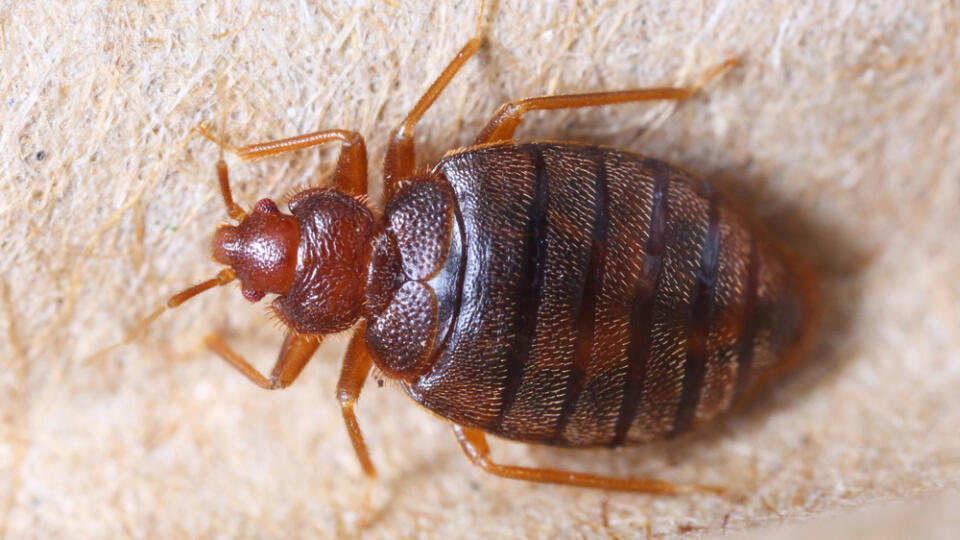 Close,Up,Cimex,Hemipterus,On,Corrugated,Recycled,Paper,,Bedbug,,Blood