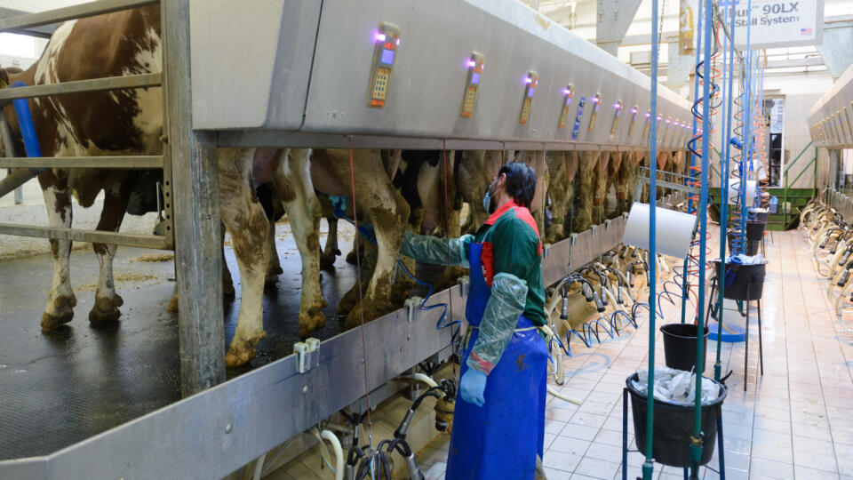 Na snímke dojenie kráv na farme v Dubníku v okrese Nové Zámky 18. decembra 2020. FOTO TASR – Henrich Mišovič