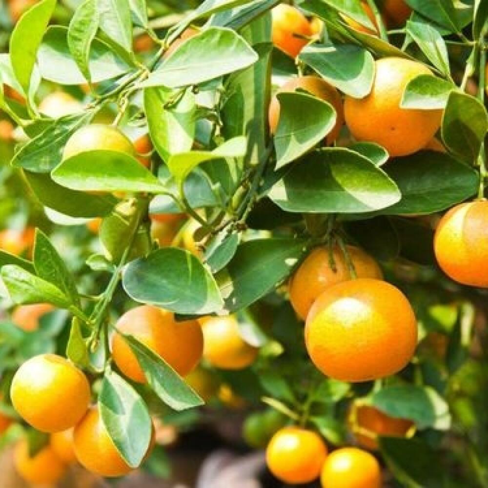 Poruchy vo výžive citrusov môžete vyliečiť viaczložkovým hnojivom na citrusové rastliny.