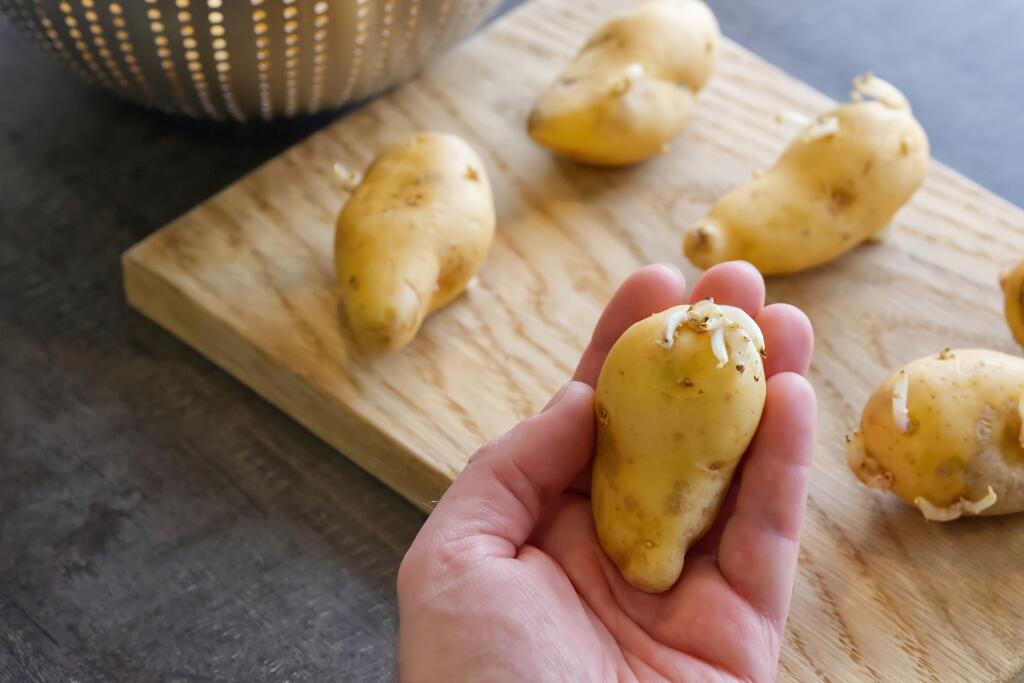Keď zemiak klíči, obsah glykoalkaloidov v hľuze začína stúpať.
