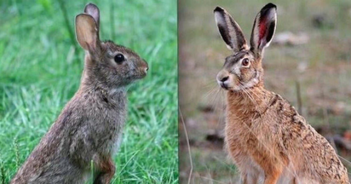 Zajac poľný a králik divý