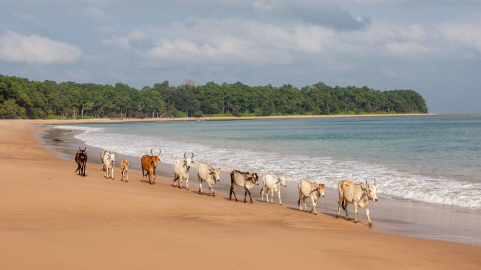 Cows,Walking,Along,Butler,Bay,Beach,At,Little,Andaman,Island,