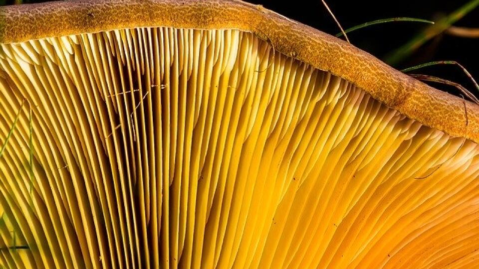 Ilustračná fotografia