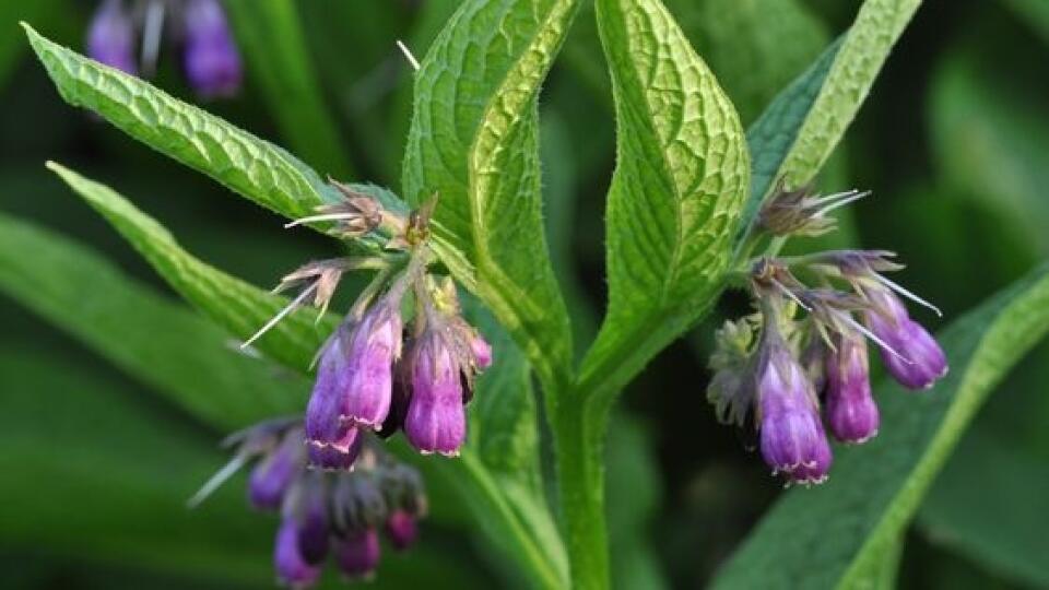 Ľudovo sa u nás kostihoj lekársky (Symphytum officinale) nazýva čierny koreň.