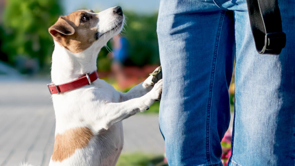 A,Small,Curious,Dog,Jack,Russell,Terrier,Looks,Or,Asks