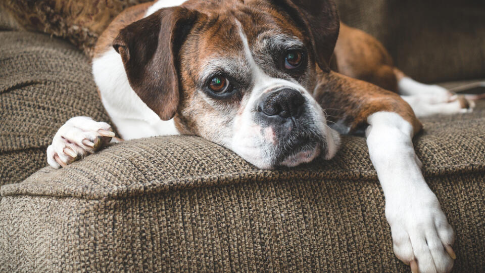 Old,Boxer,Dog