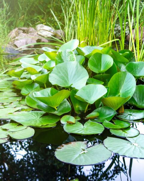 Rastlinami na riasy v jazierku: TAKTO zabezpečíte, aby bola voda priezračne čistá a zdravá