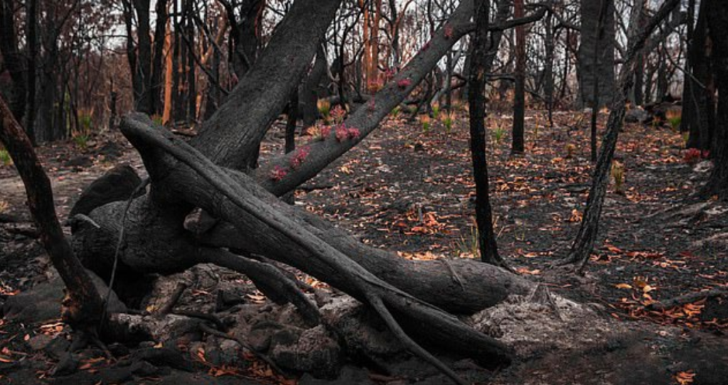 Природа восстановилась. Страшные кусты. Сгоревшее дерево. Деревья растут после пожара.