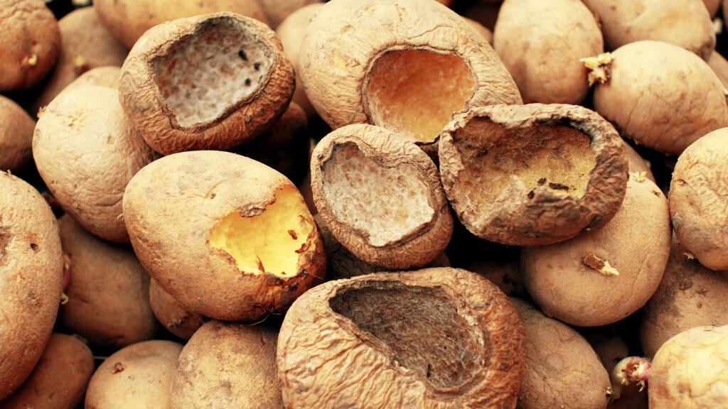 Potatoes,And,Potato,Spoiled,And,Spoilage,Warehouse,Mouse,And,Mice
