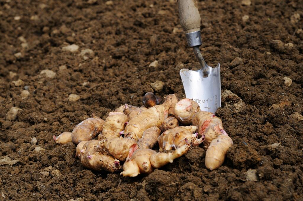 Hľuzy sú bohaté na vitamíny a minerálne látky. 