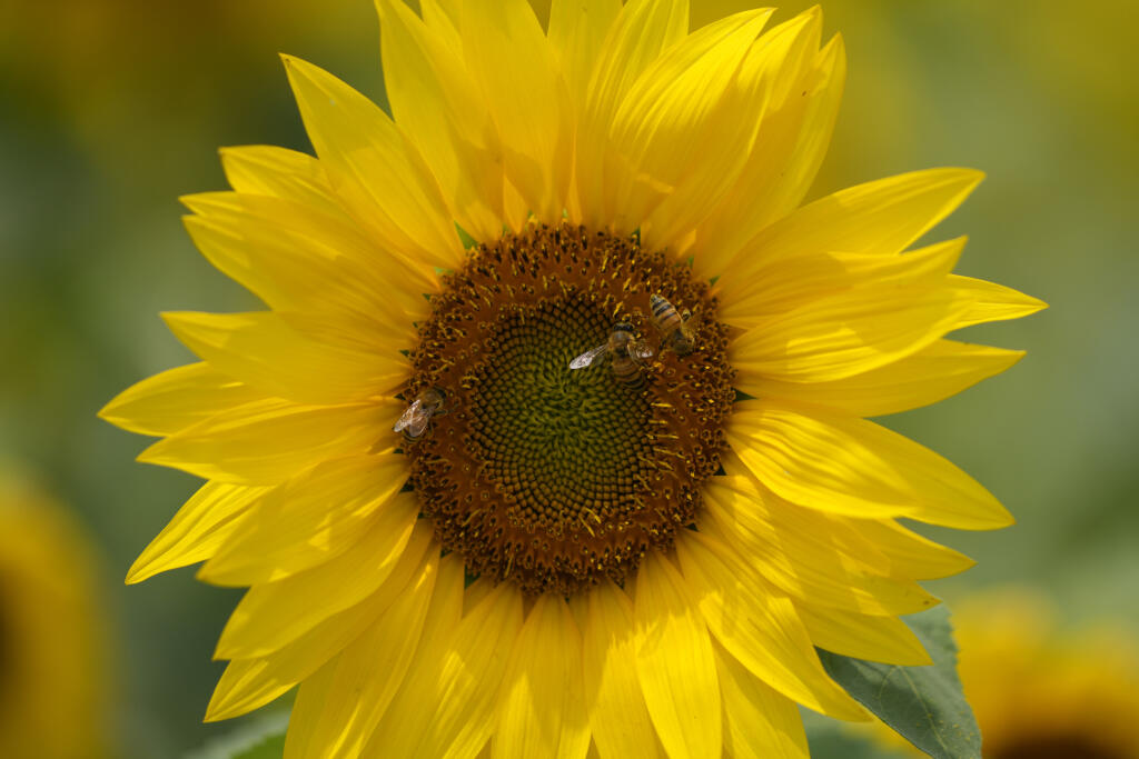 EBE 2 Padžu - Na snímke včela na kvete slnečnice na poli v juhokórejskom Padžu 1. júla 2021. FOTO TASR/AP
Bees sit in a sunflower field in Paju, South Korea, Thursday, July 1, 2021. (AP Photo/Lee Jin-man)