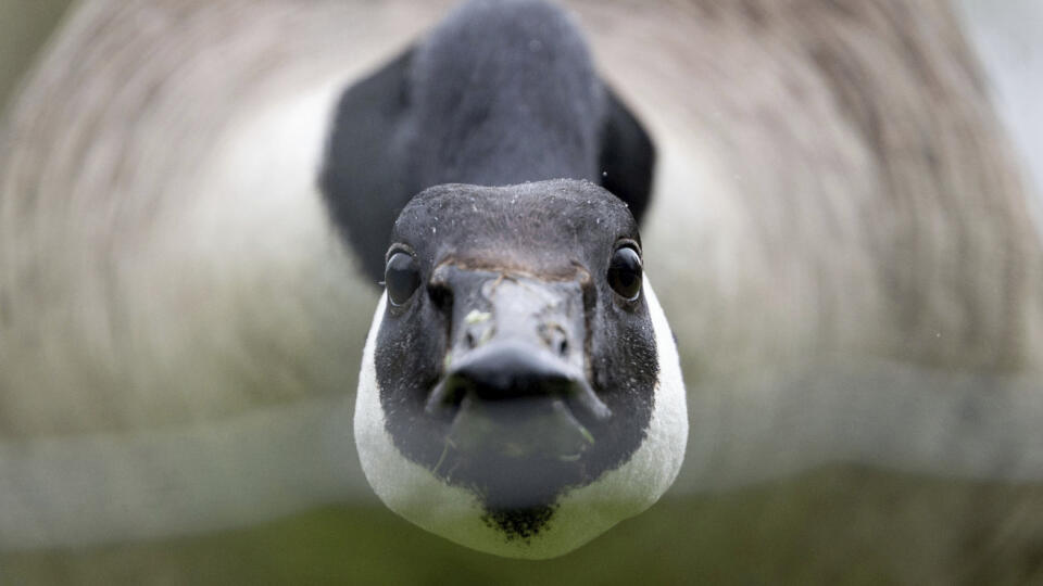 Na snímke hus kandská kráča po lúke v uzavretej oblasti v mestskom parku Höhenpark Killesberg