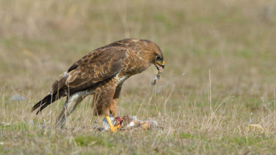 Common,Buzzard,(buteo,Buteo),Eating,A,Prey