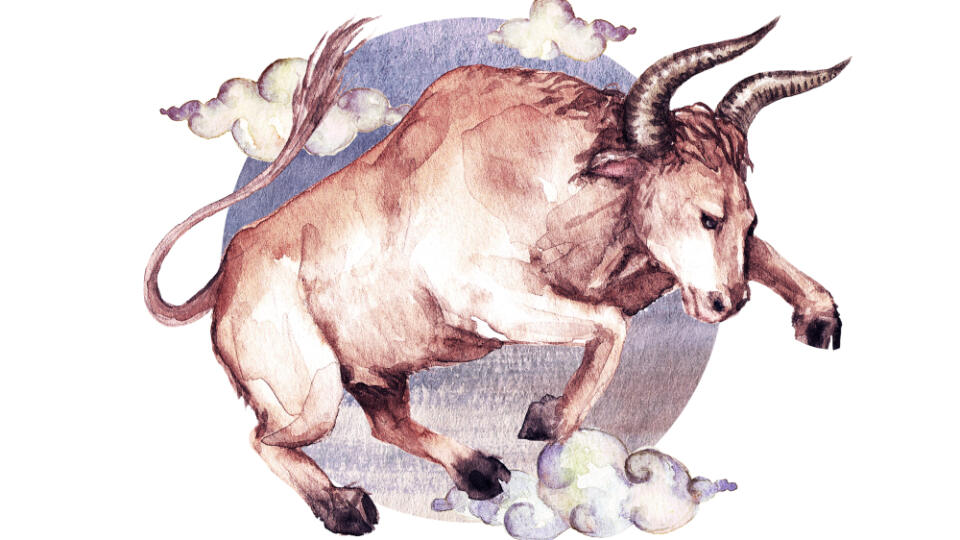 Býk