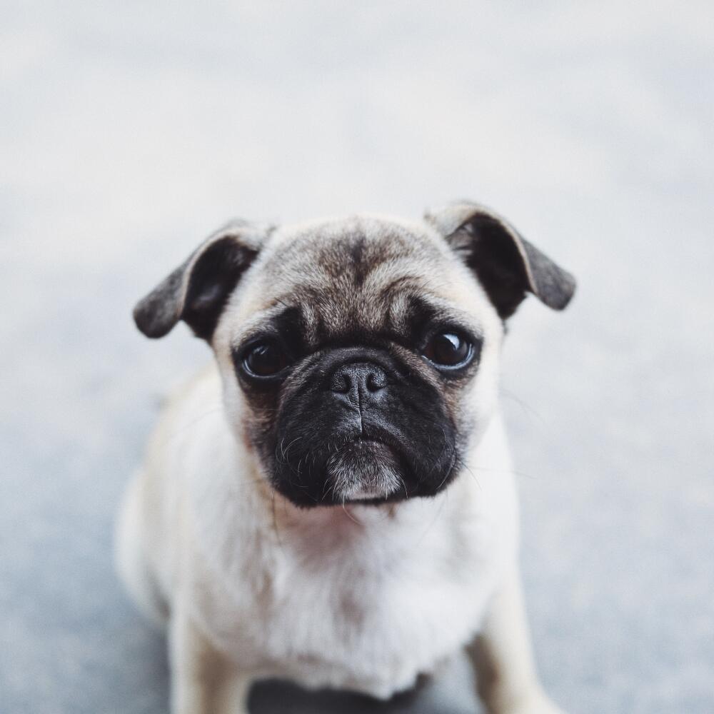 Mops