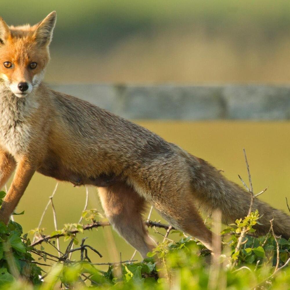Líška hrdzavá (Vulpes vulpes)