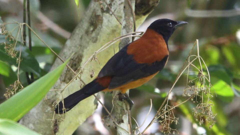 Hooded,Pitohui,(pitohui,Dichrous),In,Varirata,National,Park,,Papua,New