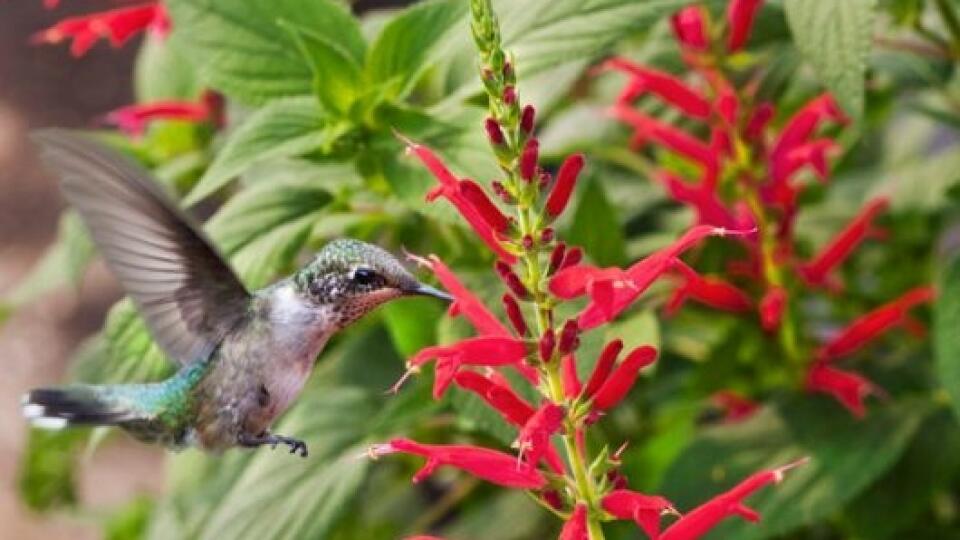 Šalviu ananásovú v jej domovine opeľujú kolibríky.