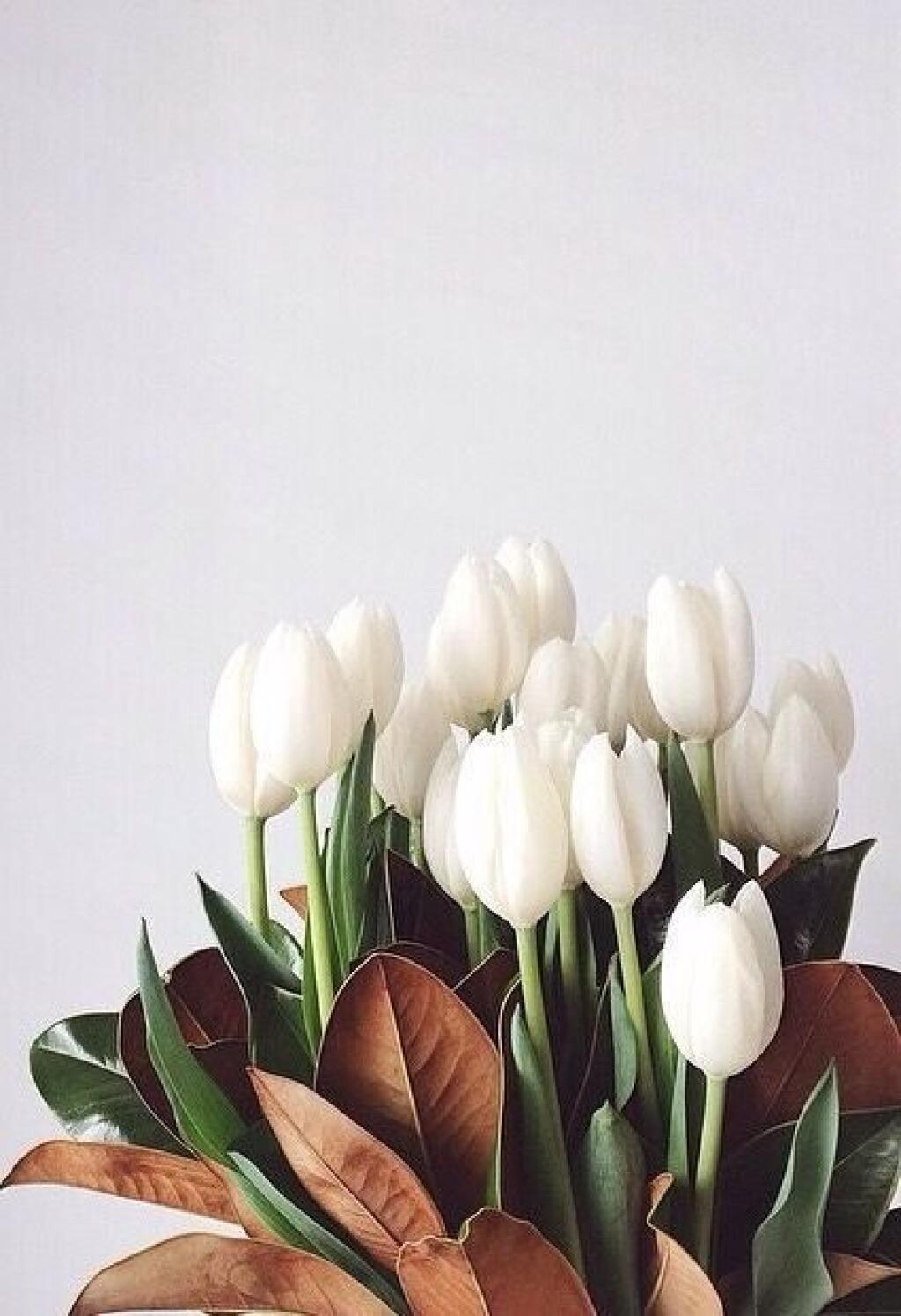 Bielym tulipánom sa žiada o odpustenie.
