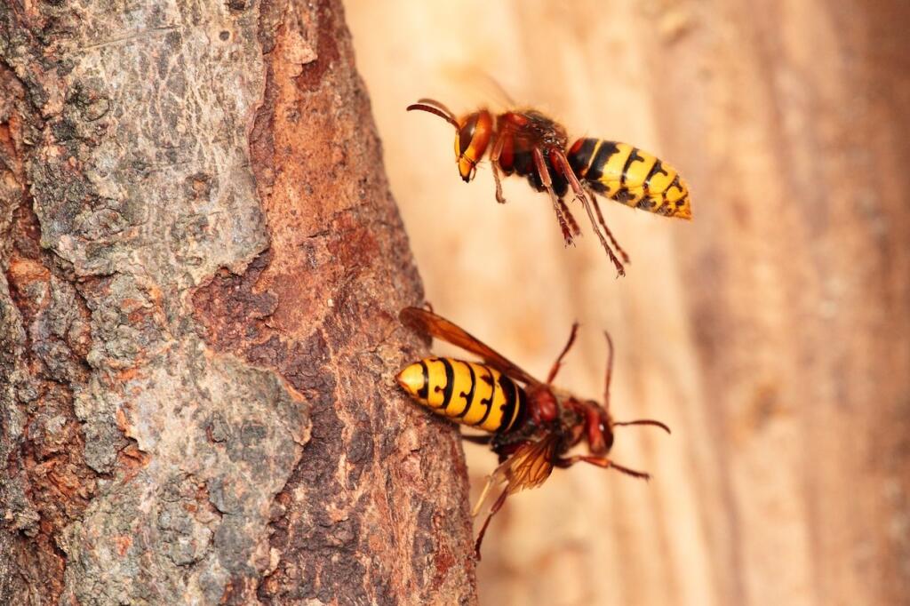 Awesome macro photos of various species of insects.