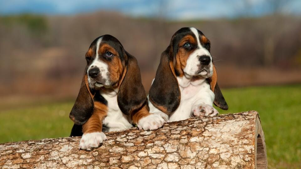 Basset Hound