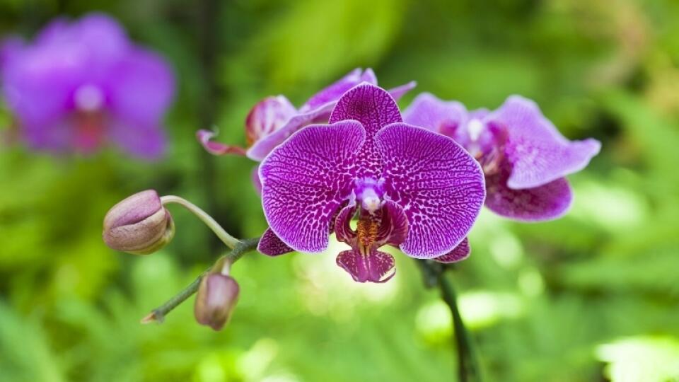 Orchidea