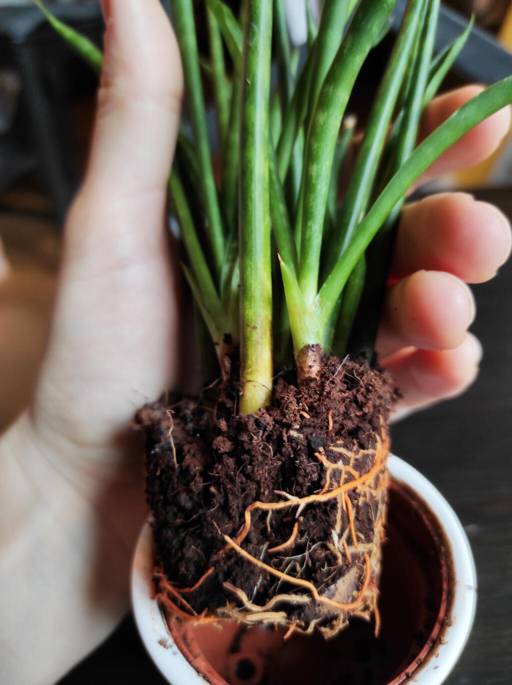 Svokrine jazyky (Sansevieria) rozmnožíte odrezkami aj delením. Pozor však na korene, ktoré by ste nemali poškodiť.