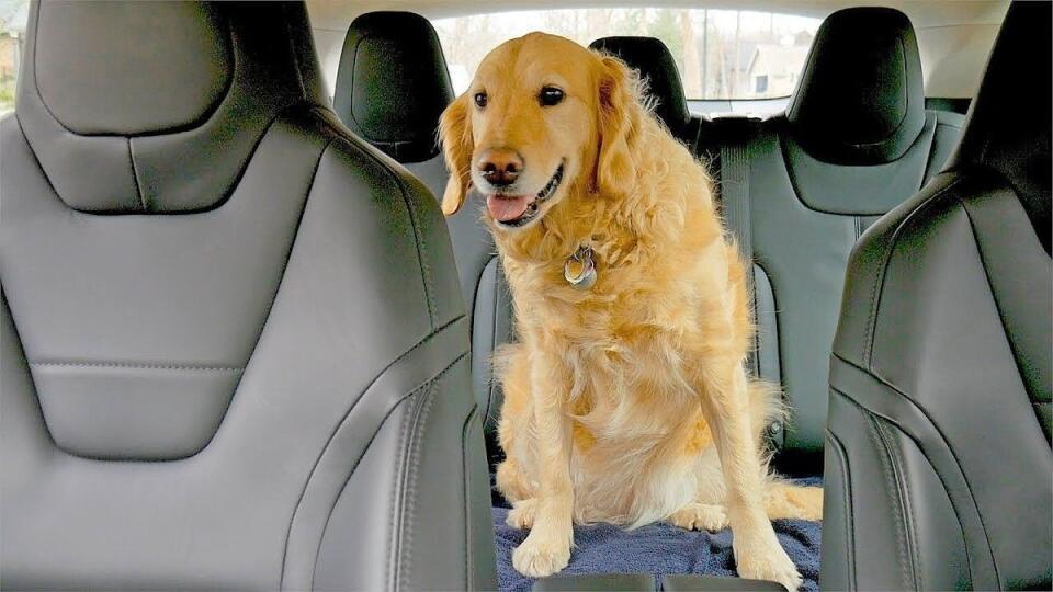 Inteligentný pán = šťastný pes = bezpečné cestovanie.