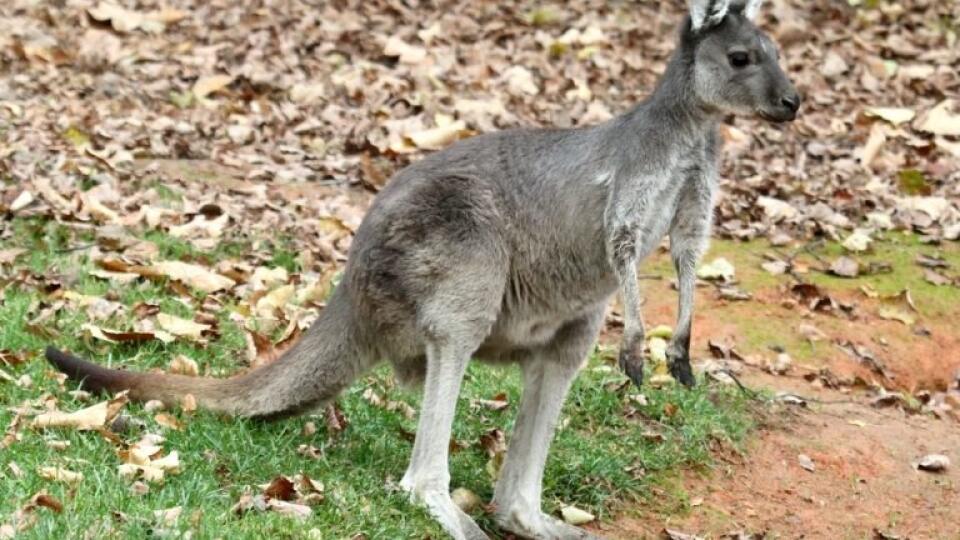 Nový prírastok v bojnickej ZOO: Kengura tmavochvostá je prvýkrát na Slovensku.