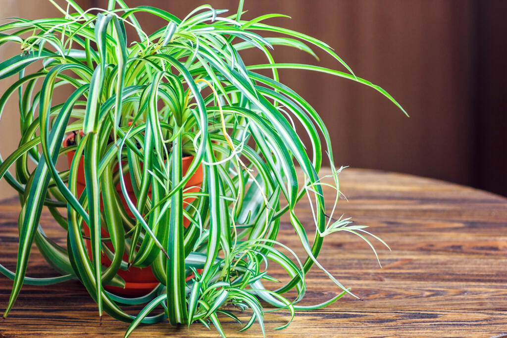 Chlorophytum,In,White,Flowerpot,On,Wooden,Background,.,Ornamental,Plants