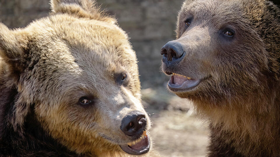 Na medveďoch v národnej zoo testujú ochranné konštrukcie na kontajnery, aby sa do nich nedostali.