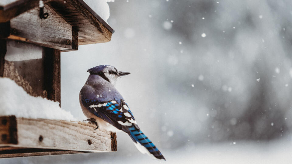 Colorful,Blue,Jay,Perched,On,A,Snow,Covered,Feeder,Sheltered