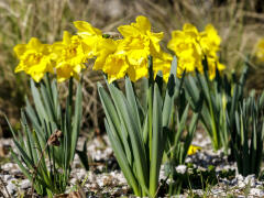 Rekordne teplý február: Kvitnú kvety, pučia stromy... Kedy znova vytiahneme zimné bundy?