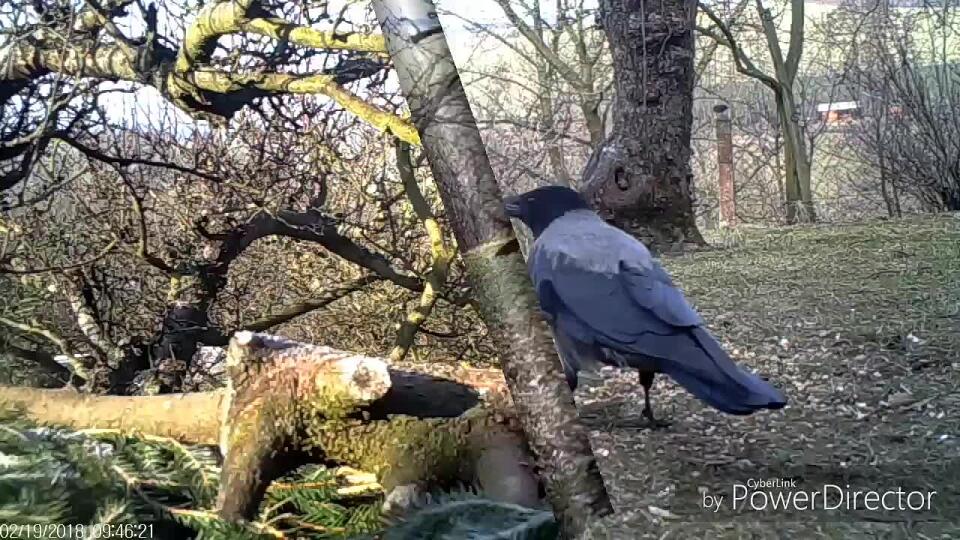 VIDEO Vrana .