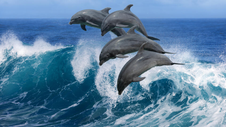 Four,Beautiful,Dolphins,Jumping,Over,Breaking,Waves.,Hawaii,Pacific,Ocean