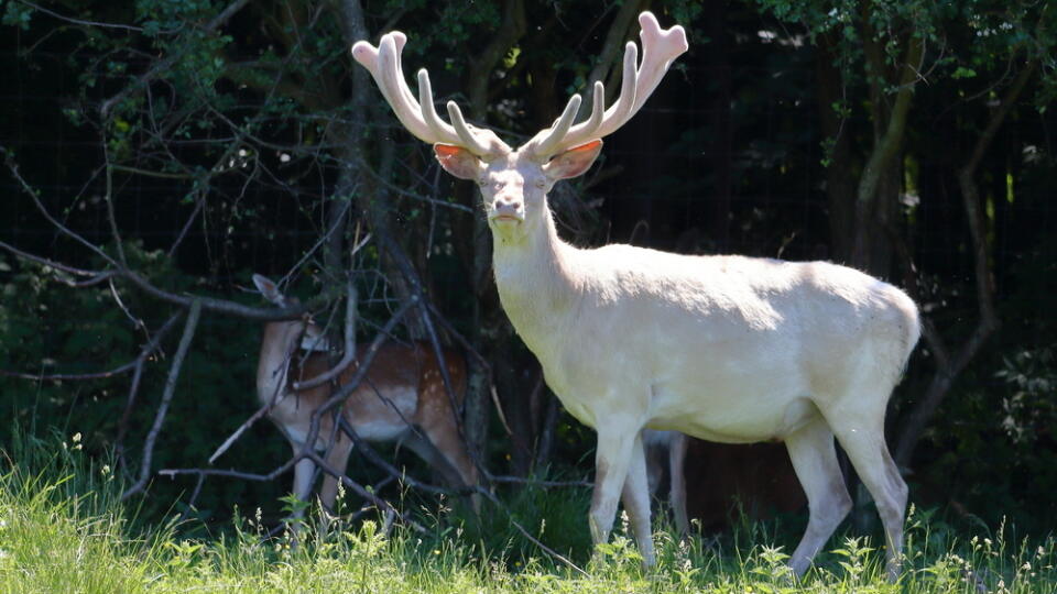 Albino,White,Deer