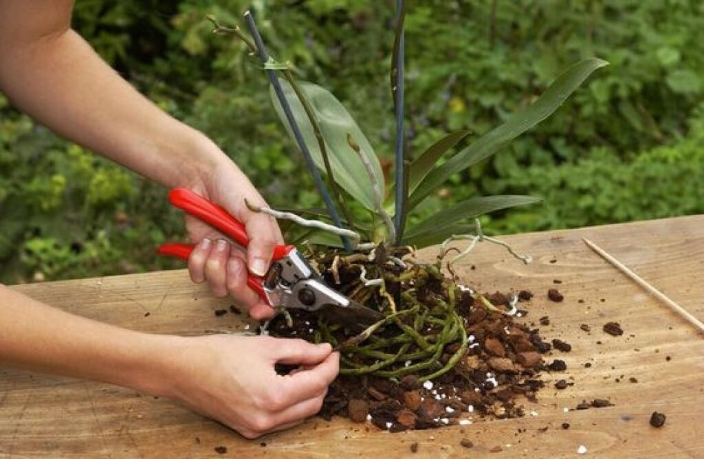 Substrát pre orchidey je špeciálny substrát určený pre presádzanie a pestovanie izbových orchideí.