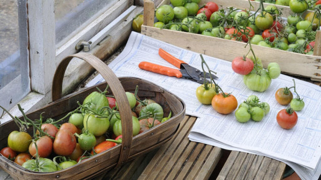 Tomatín sa nachádza v nezrelých zelených rajčiakoch.
