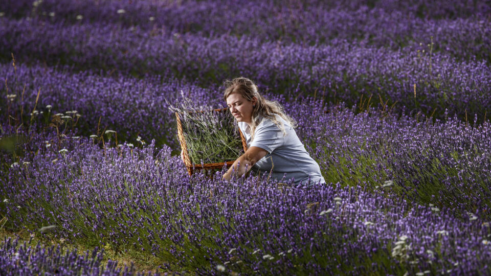 KK33 Malton - Harri Tealeová počas každoročného zberu levandule na farme neďaleko Maltonu 21. augusta 2020. FOTO TASR/AP
Harri Teale gathers lavender during the annual harvest on the Wolds Way Lavender farm near Malton in North Yorkshire, England Friday Aug. 21, 2020. (Danny Lawson/PA via AP)