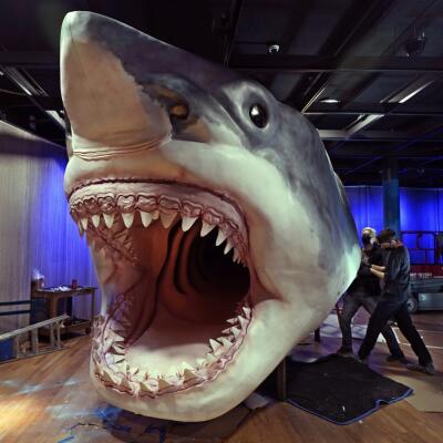 Najväčší žralok všetkých čias: TOTO monštrum by ste stretnúť nechceli!