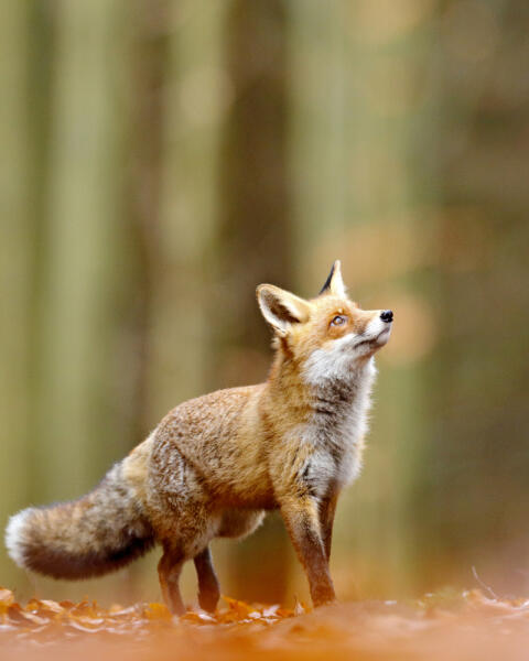 Druhové mená zvierat: Viete, aká je líška či mucha? (KVÍZ)